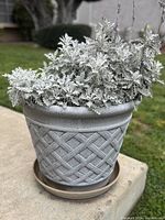 Dusty Miller plant in grey lattice planter on concrete surface with saucer