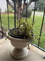 Overall view of ceramic pedestal planter with succulents