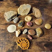 Group shot showing fossils, rough rocks and tumbled stones laid out