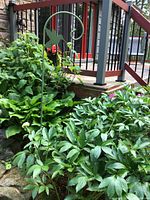 Full view of green shepherd’s hook installed in garden bed