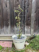 Full view of potted rose bush, ceramic pot, saucer, and metal trellis