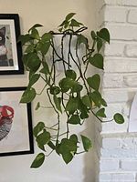 White hanging pot with trailing pothos vines