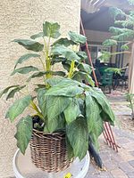 Full view of artificial leafy plant in wicker basket on table