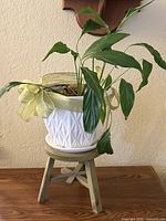 Entire set showing plant, planter with ribbon, saucer, and wooden stool stand