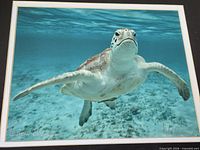 Close-up of sea turtle photo showing subject and underwater scene