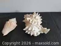 Both conch shells side by side on black surface