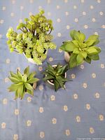 Top view of all four succulents in their pots