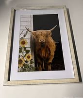 Front view of framed Highland cow print
