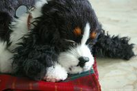 Close-up of plush Cocker Spaniel on plaid bed showing fur texture and collar