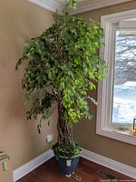 Full view of artificial tree standing in corner, showing overall height and foliage spread