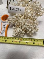 Coral specimen, Avon opener, tape measure visible