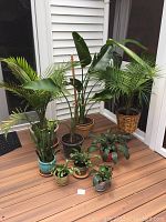 Wide view of nine potted houseplants including Birds of Paradise, palms, dracaena, Christmas cactus, and snake plant arranged on a wood deck outdoors or sunroom.