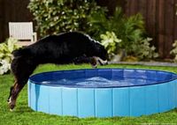 Dog jumping into blue Frisco foldable swimming pool in yard