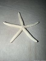 top view of white wooden starfish showing textured surface