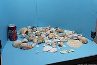 Overall view of large assortment of sea shells next to soda can for scale