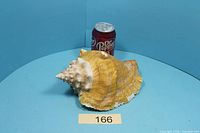 Side view of large queen conch shell beside 355 ml Dr Pepper can for scale