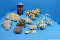 Group shot of all nine marine specimens for scale reference