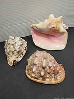 All three seashells grouped