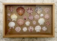 Front view of wooden shadow box displaying 24 seashells