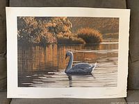 Full view of unframed swan print with margins visible