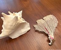 conch shell and sea fan coral together on wood surface