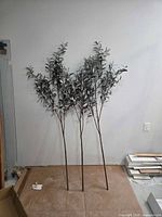 Three olive stems standing upright against wall