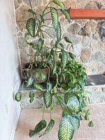 Overall view showing both houseplants, height and foliage