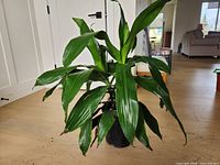Front view of the entire potted plant showing foliage and pot