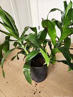 Single dracaena plant in black plastic pot on floor