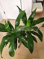 Top view of dracaena showing leaf density and color