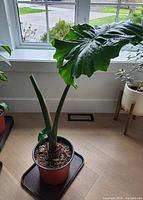 Plant front view showing stalk, pot, tray