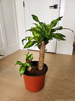 Single potted mini palm houseplant front view