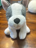 Front view of plush French Bulldog showing face, color scheme and condition
