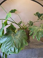 Side view of plant showing large lobed leaves and brass-tone planter