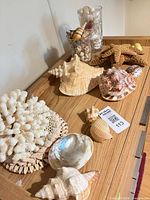 Overview of seashell collection on wooden surface