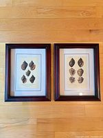 Both framed shell prints front view in portrait orientation