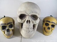 front view of all three skulls