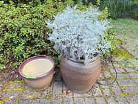 Both planters side by side on patio, showing size difference and plant in larger pot