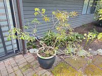 Full view of potted shrub beside house