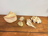 All five shells on surface showing relative sizes