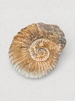 Front view of ammonite fossil showing spiral and ribbing