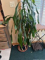 Full view of tall Dracaena corn plant next to window