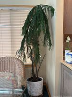 Full view of Norfolk Island Pine in basket beside table