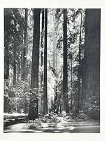 Close view of the forest image