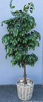Full view of 80-inch artificial ficus tree in wicker basket
