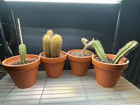 Four cacti in terracotta pots on shelf