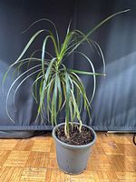 Full view of dracaena plant in grey plastic pot showing overall height and form