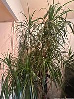 Overall view of tall dracaena tree in pot