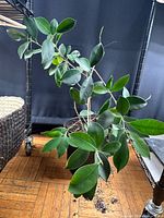 Full view of potted fig tree on floor showing overall size and health