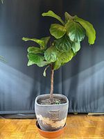 Full view of fiddle leaf fig in grey ceramic pot with saucer